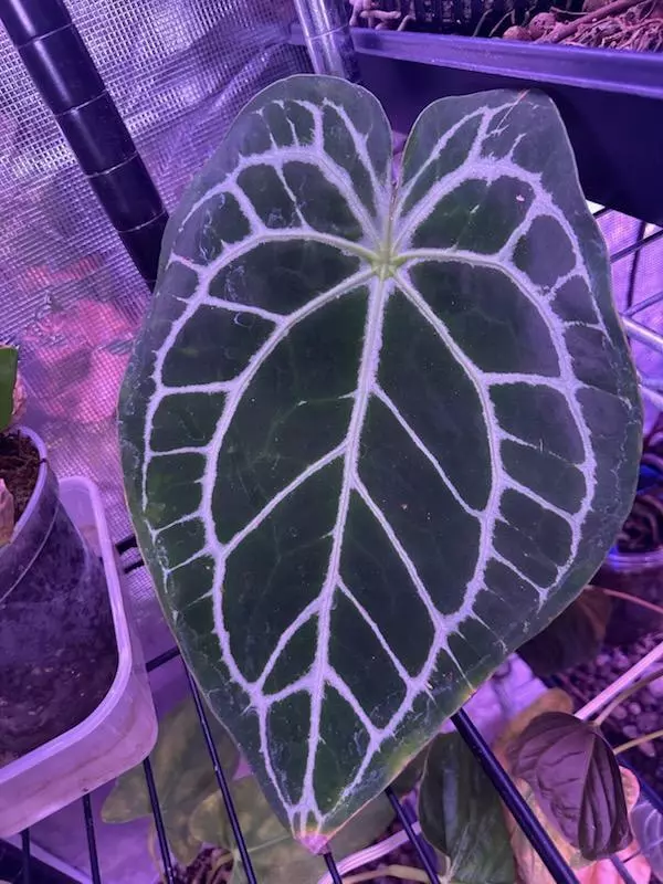 plant/Wide Bess x Red Crystal DocBlok F2-1