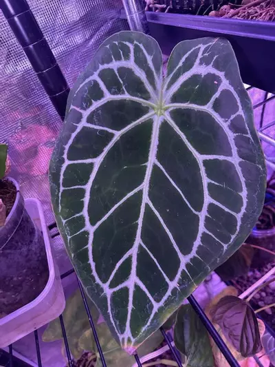 plant/Wide Bess x Red Crystal DocBlok F2-1-thumbnail