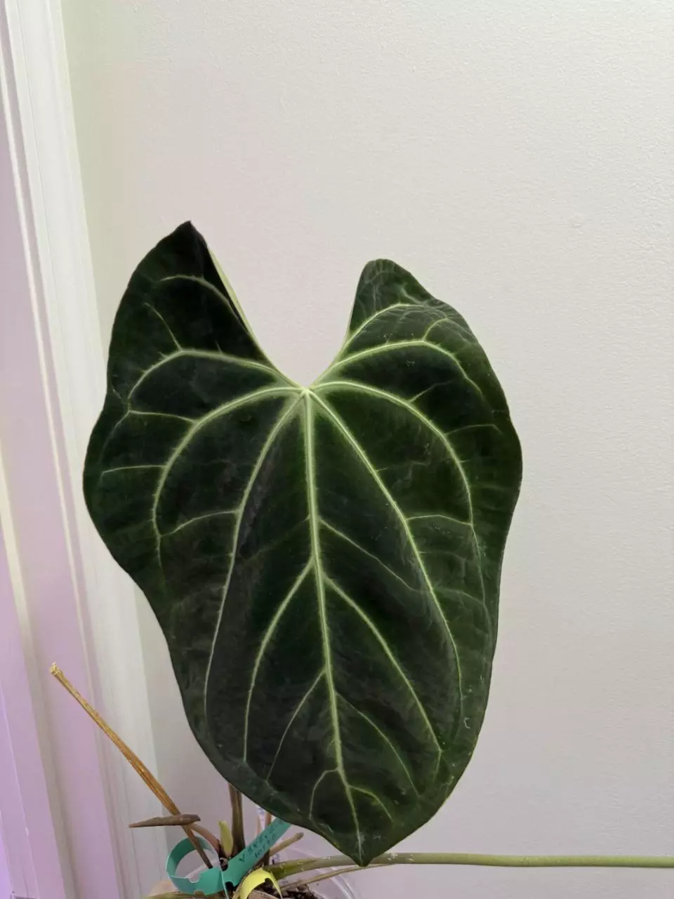 plant/Wide Bess x Red Crystal DocBlok F2-0