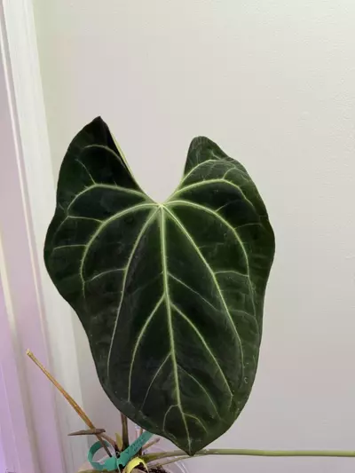 plant/Wide Bess x Red Crystal DocBlok F2-0-thumbnail