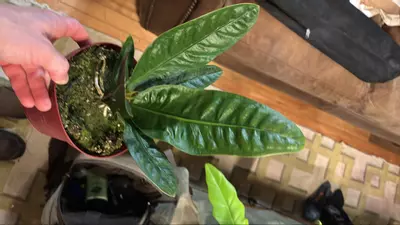 plant/Anthurium Superbum-0-thumbnail