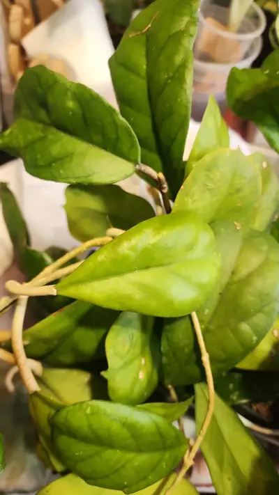 plant/Hoya cuttings variety 10-pack-3-thumbnail