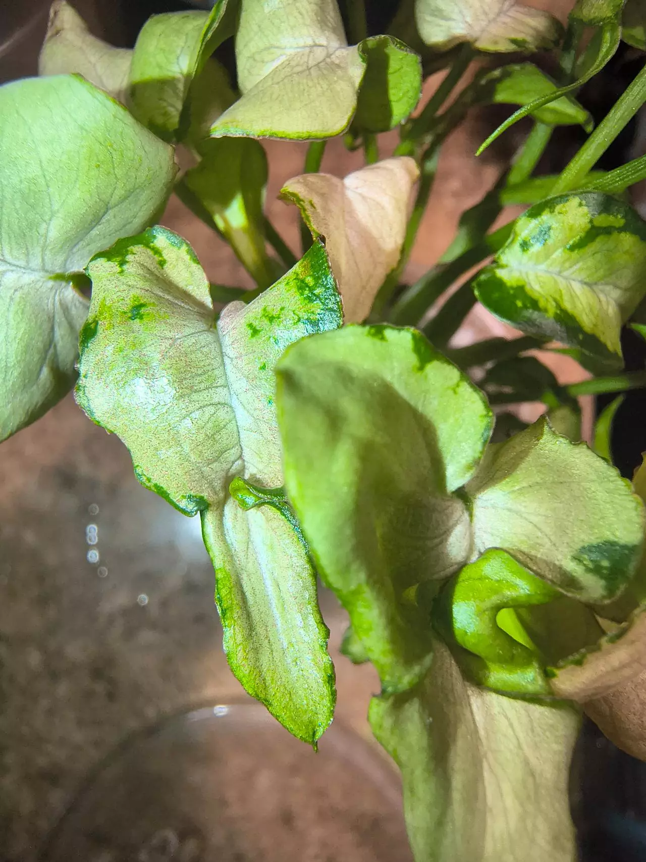 plant/Mutated granny panties syngonium-0