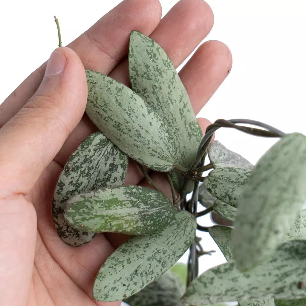 plant/Hoya sigillatis silver starter plant growers choice-0