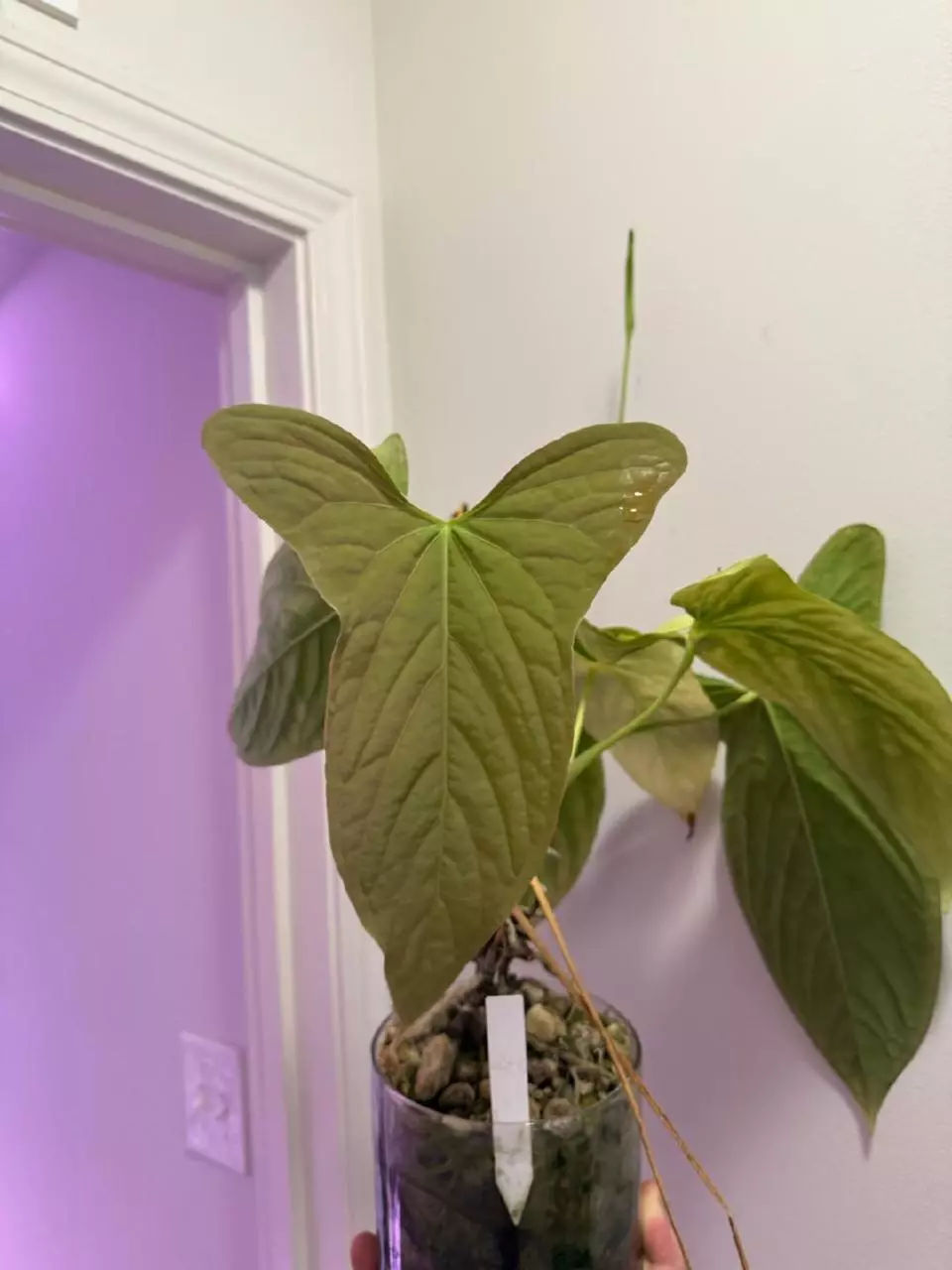 plant/Pap Volde Wu 1 x (Pap x Trilobe "Panama") seedlings-1