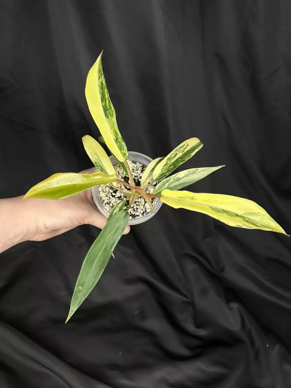 plant/Florida Beauty x Tortum-0