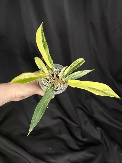 plant/Florida Beauty x Tortum-0-thumbnail