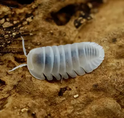 plant/C. murina Glacier-0-thumbnail