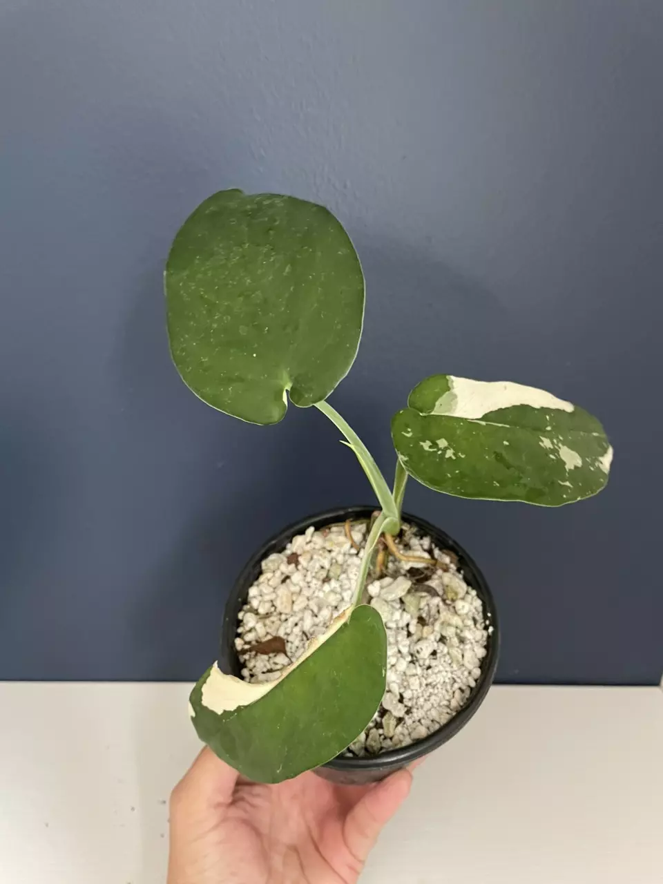 plant/syngonium chiapense variegated 3” pot-0