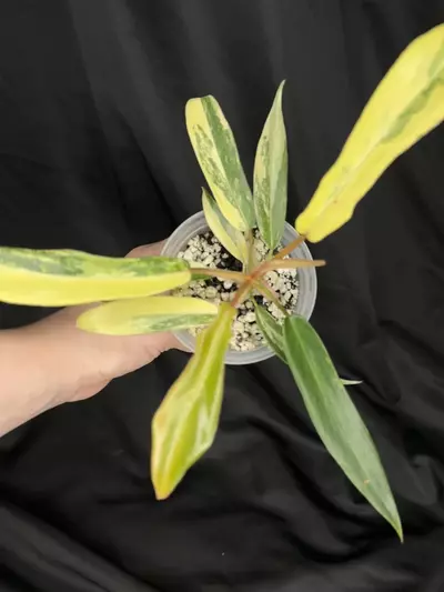 plant/Florida Beauty x Tortum-2-thumbnail