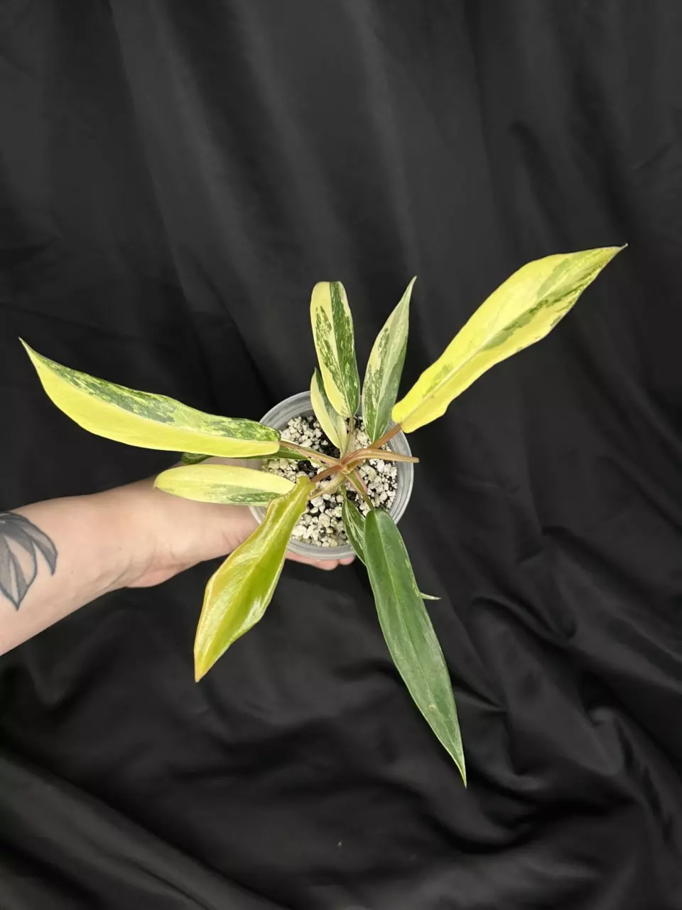 plant/Florida Beauty x Tortum-1