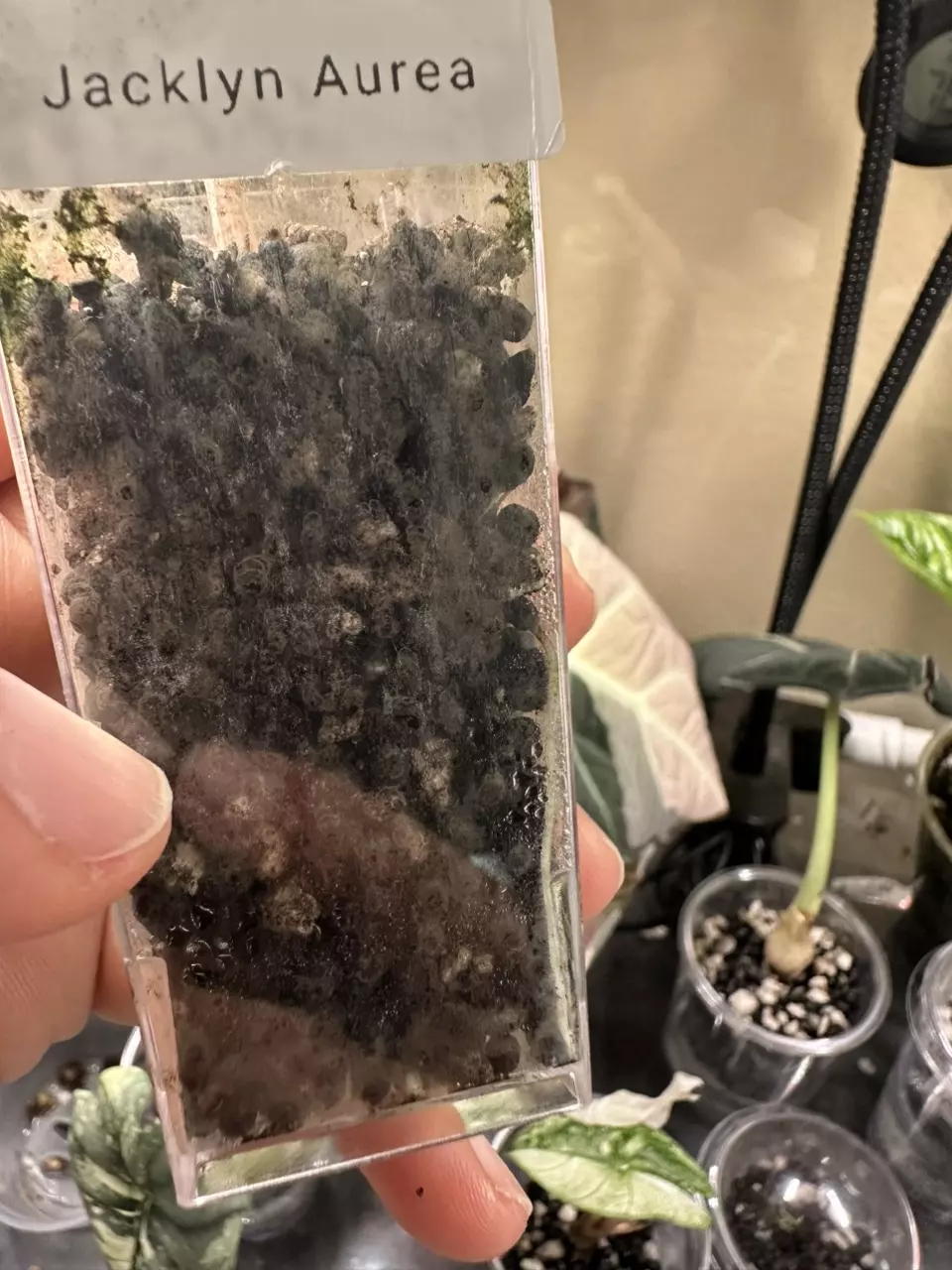 plant/Alocasia Jacklyn Aurea PUP-5