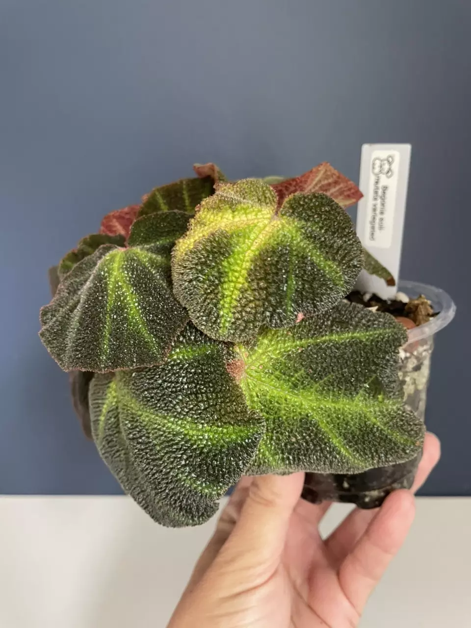 plant/Begonia Soli-Mutata Variegated Low-0