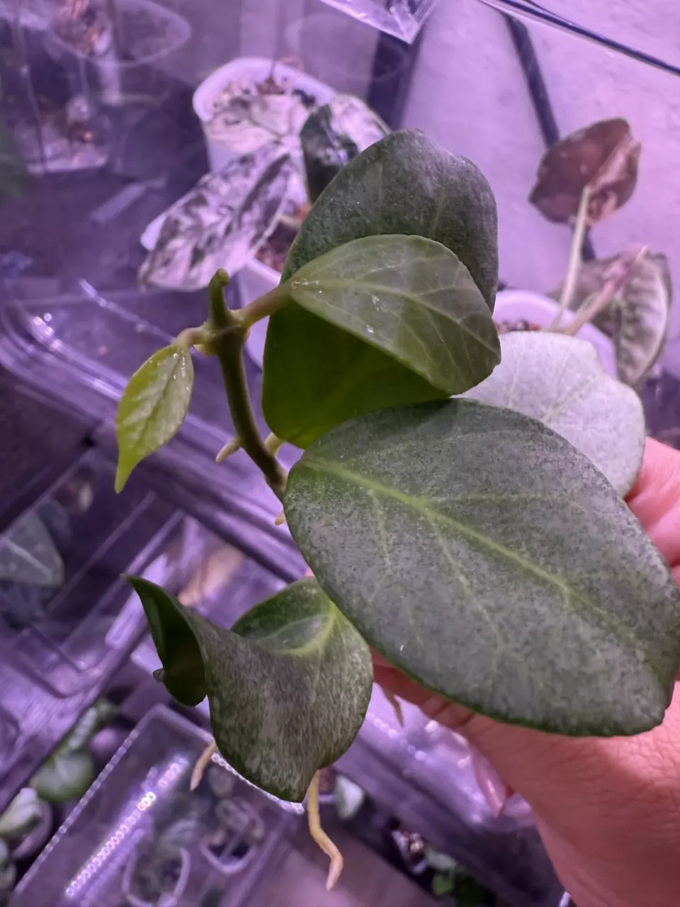 plant/Hoya Obscura Silver rooted top cut-1
