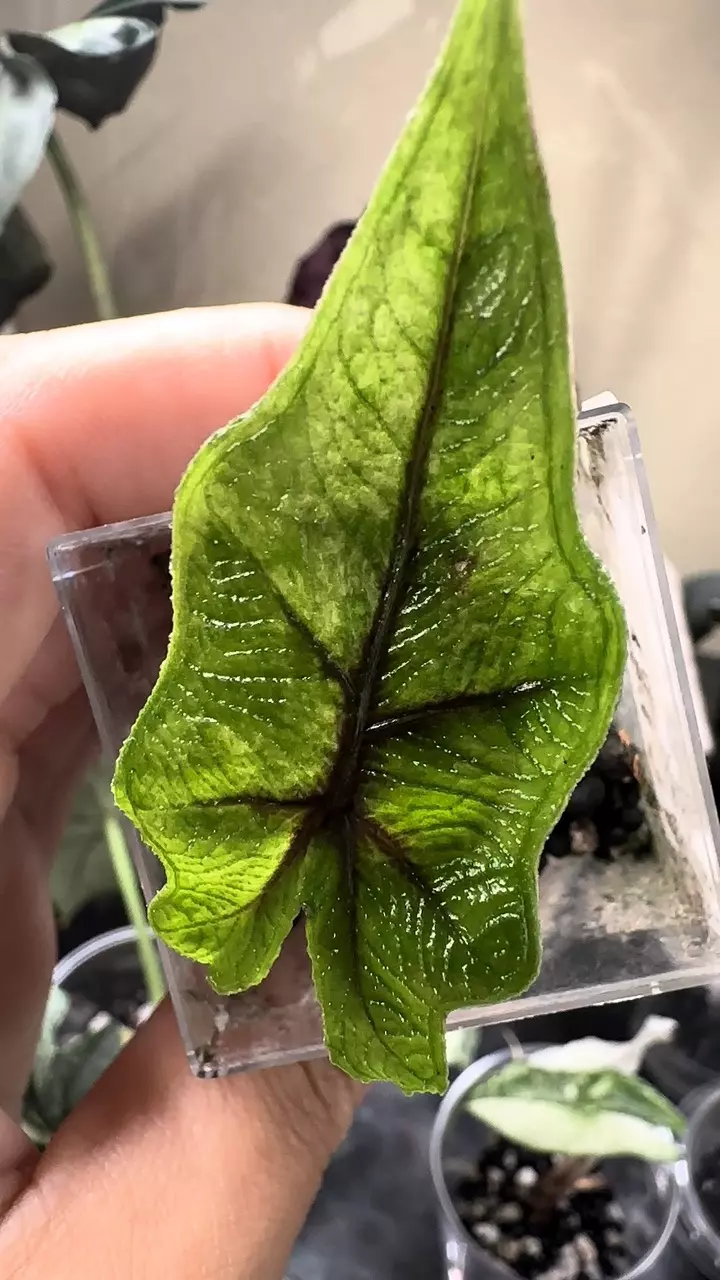 plant/Alocasia Jacklyn Aurea PUP-1
