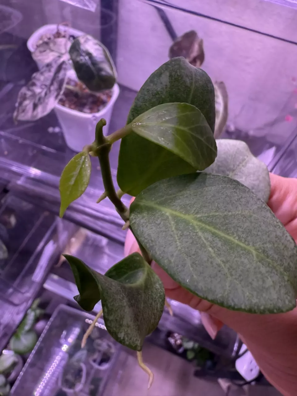 plant/Hoya Obscura Silver rooted top cut-2
