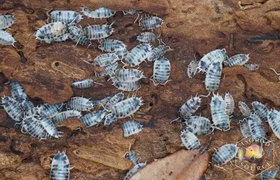 plant/P. laevis Dairy Cow-0-thumbnail