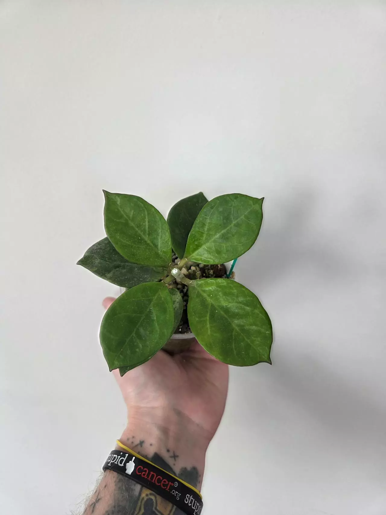plant/Hoya UH03-20-0
