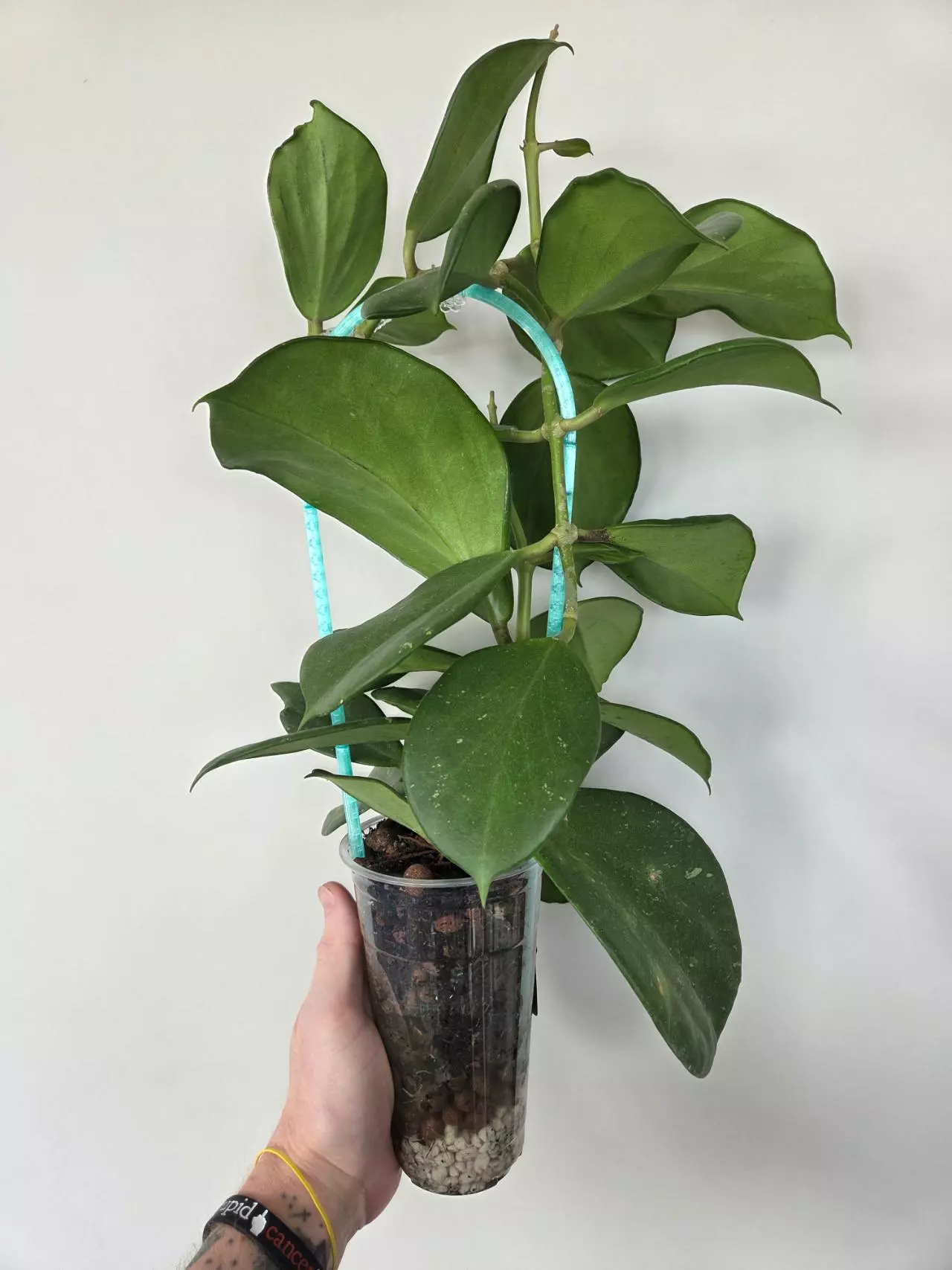 plant/Hoya Finlaysonii Trang x seedling-1