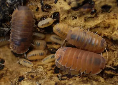 plant/C. murina Anemone-0-thumbnail