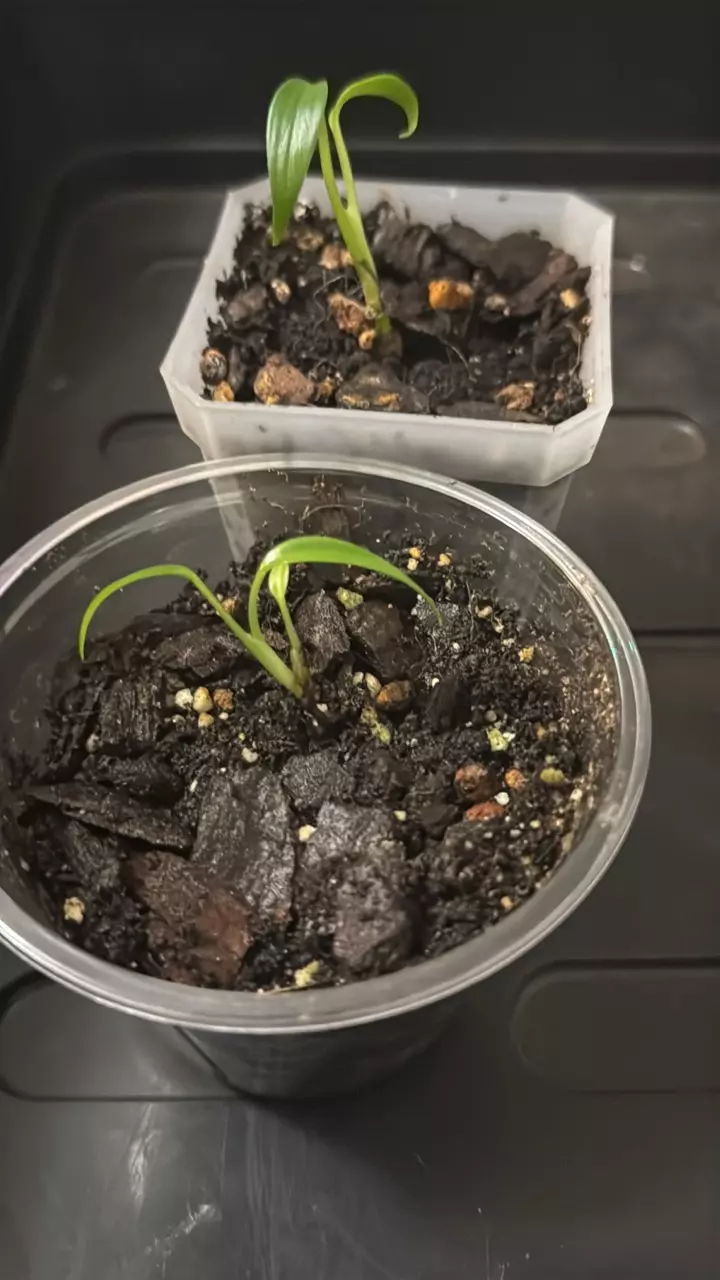 plant/Burle Marx Flame-0