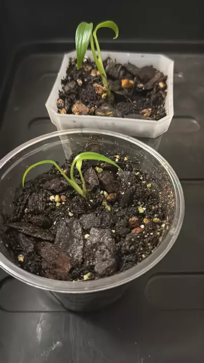 plant/Burle Marx Flame-0-thumbnail