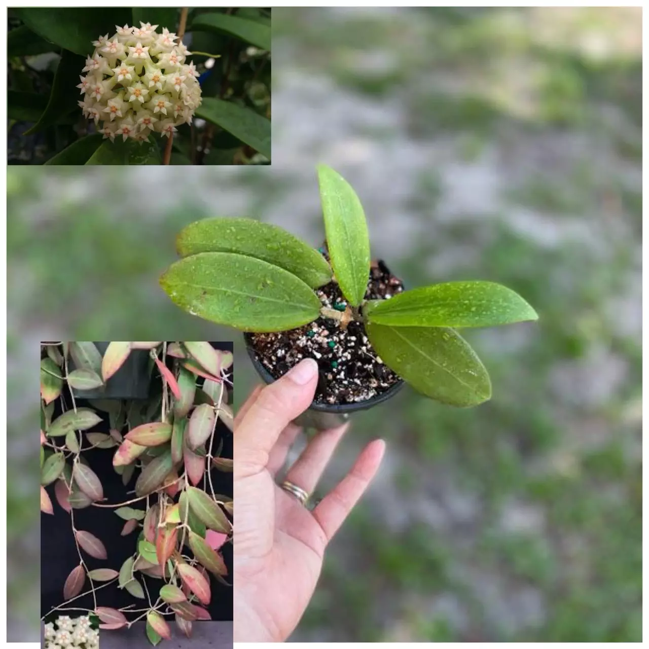 plant/Hoya bhutanica 4” pot (gardinos choice)-0