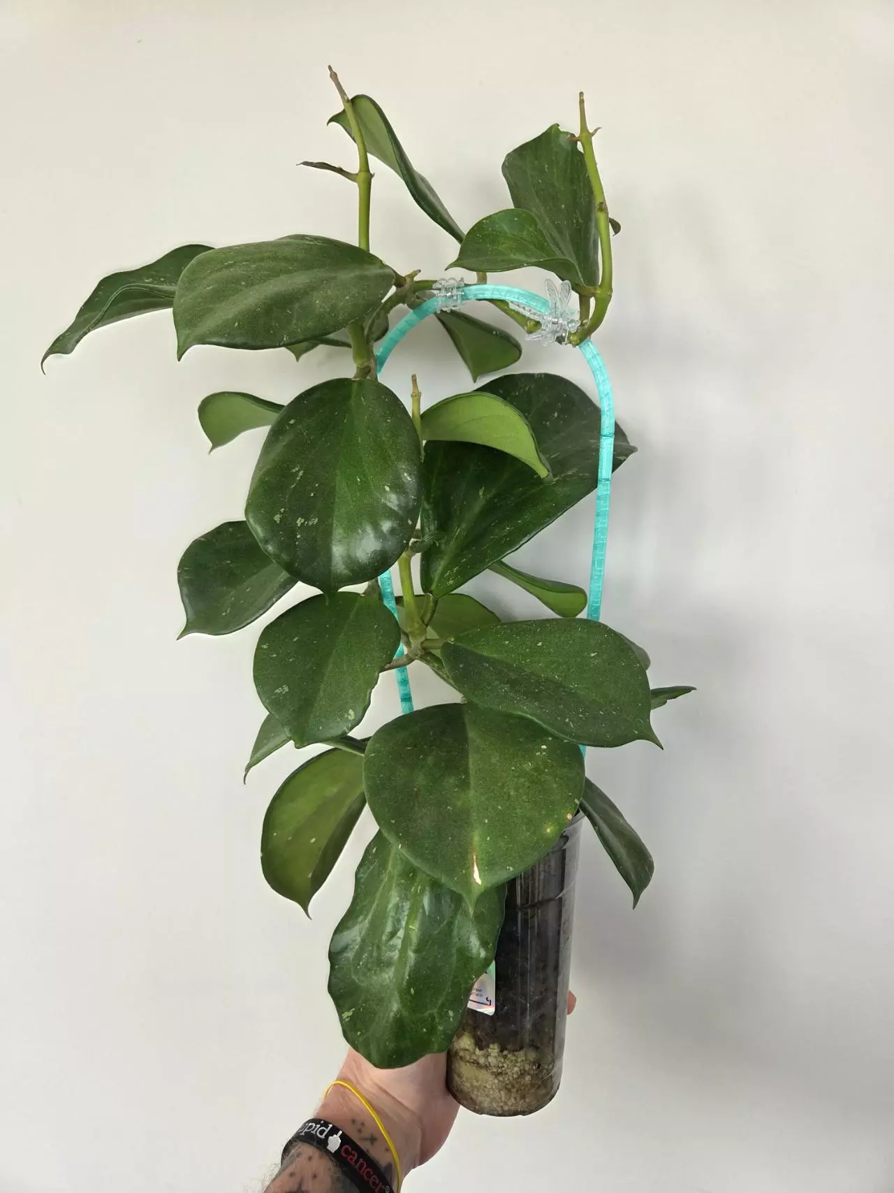 plant/Hoya Finlaysonii Trang x seedling-0