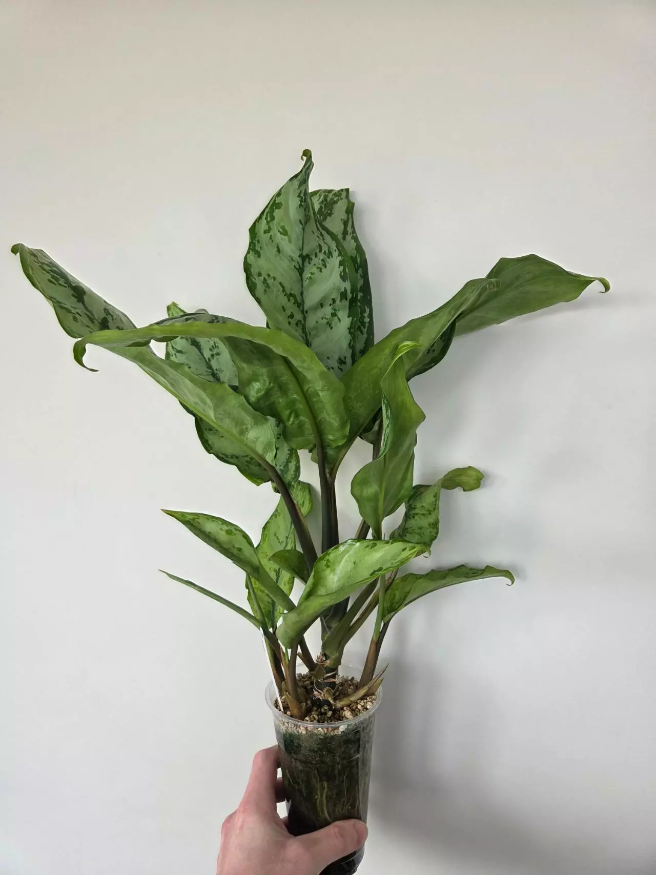 plant/Aglaonema Manila's Pride (reverted)-0