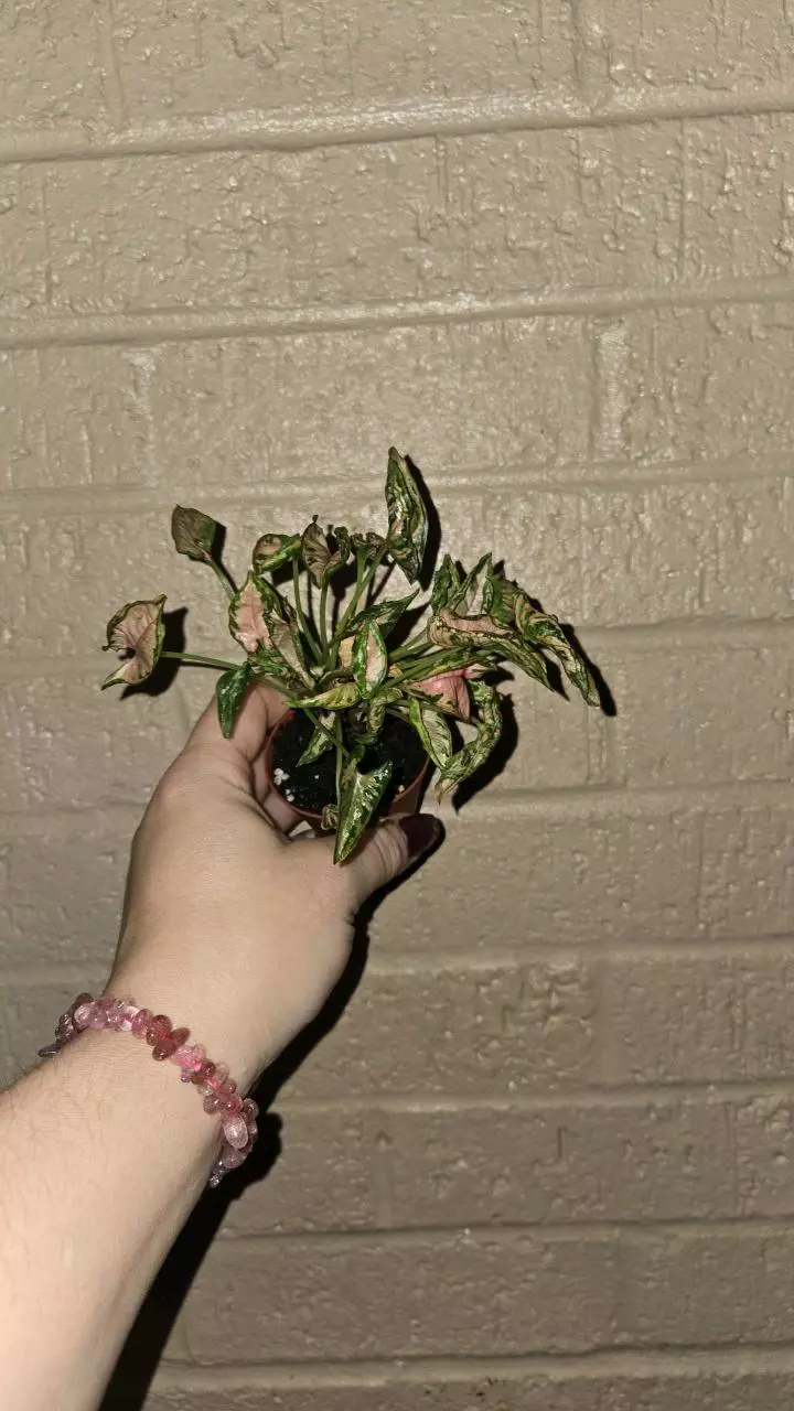 plant/SYNGONIUM Roli-0