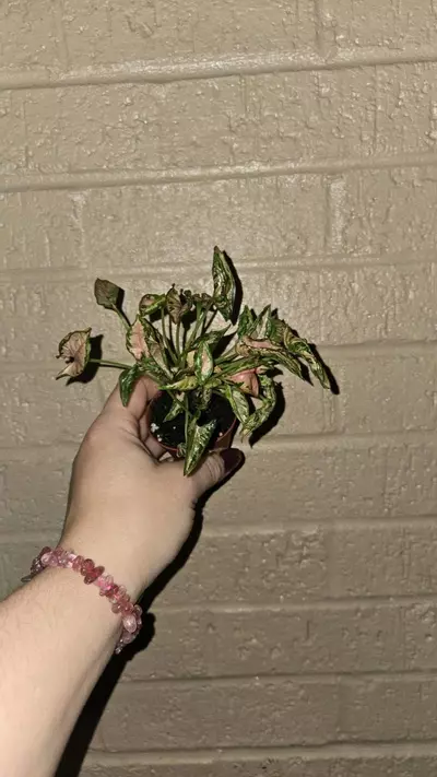 plant/SYNGONIUM Roli-0-thumbnail