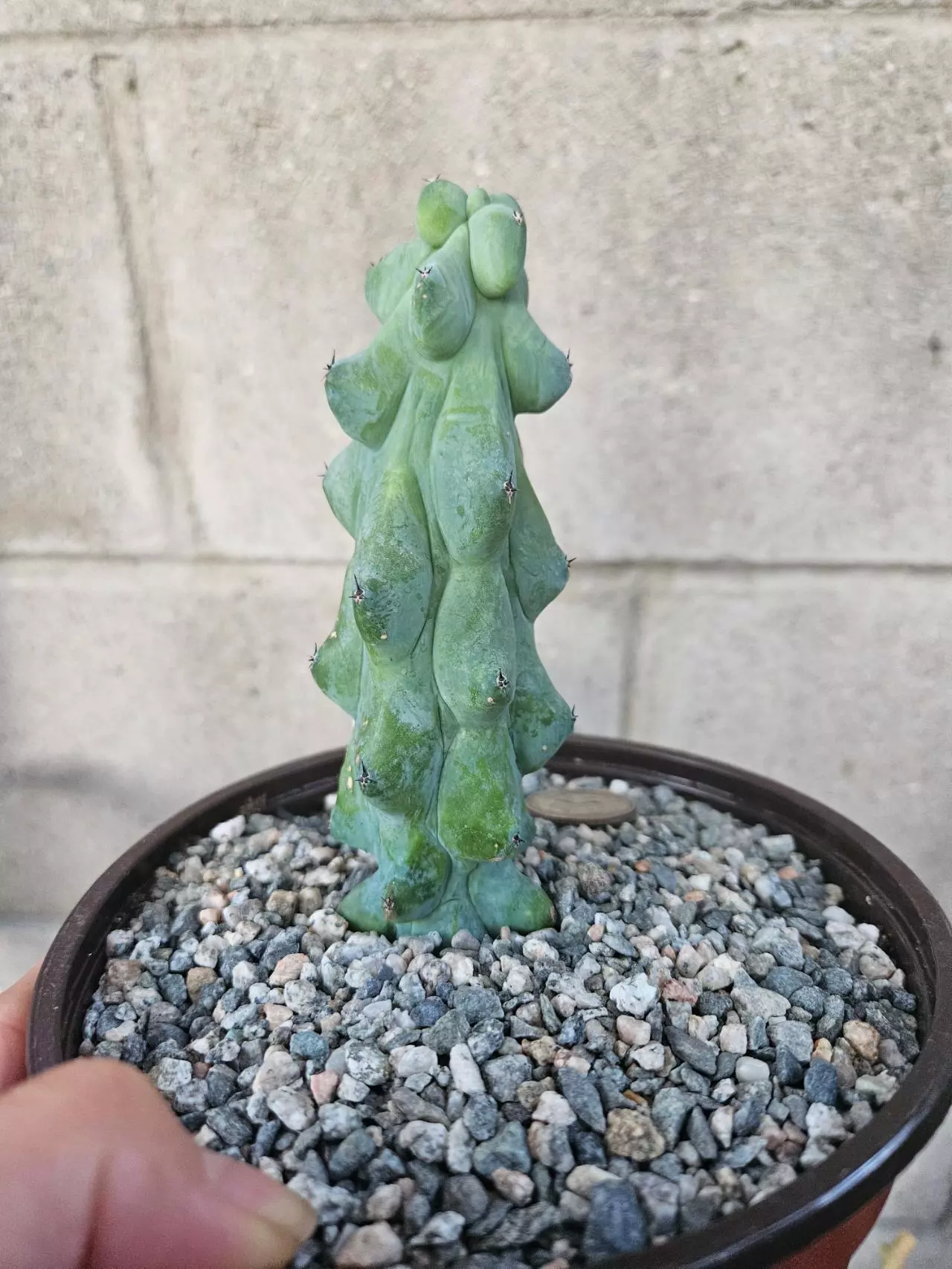 plant/Boobie Cactus (Myrtillocactus Geometrizans) 6" pot-0