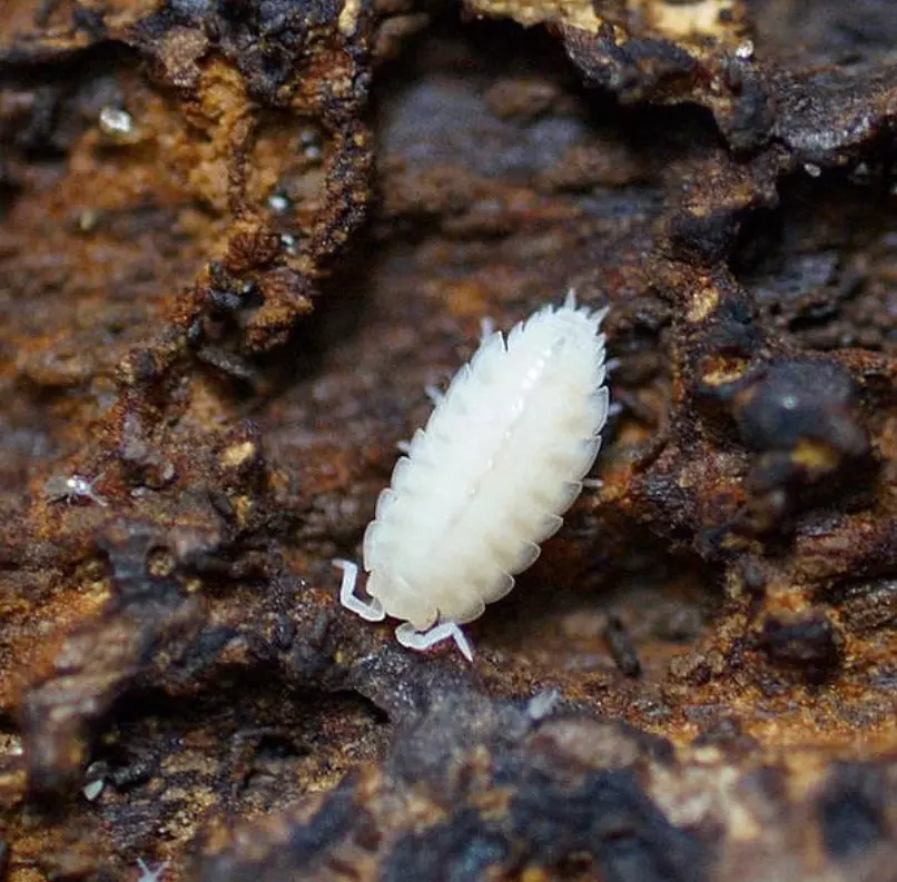 plant/T. tomentosa Dwarf White-0