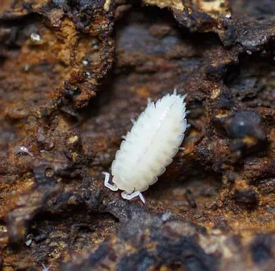 plant/T. tomentosa Dwarf White-0-thumbnail