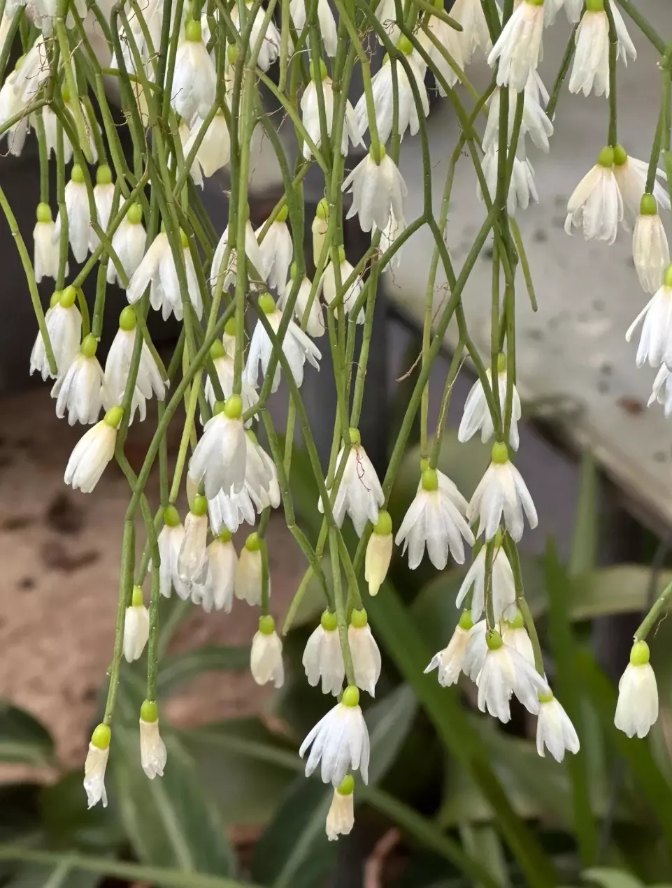 plant/Rhipsalis Campos Portoana 5”-1