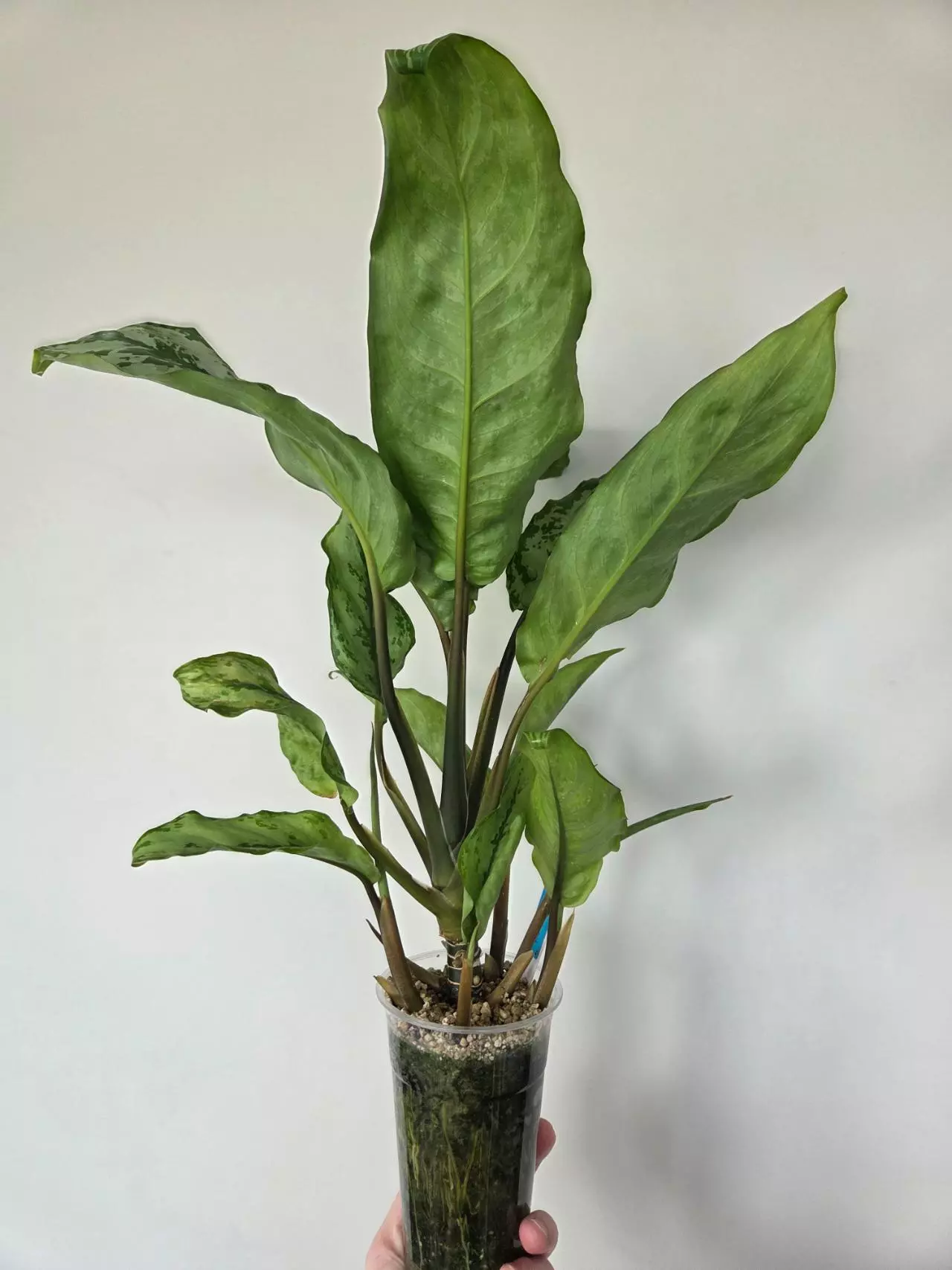 plant/Aglaonema Manila's Pride (reverted)-1