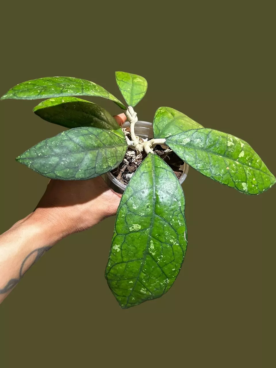plant/H. Finlaysonii-1