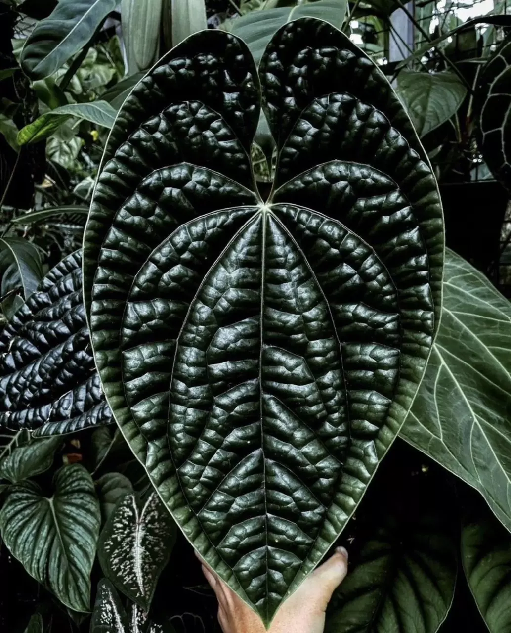 plant/Anthurium luxurians starter plant growers choice-0