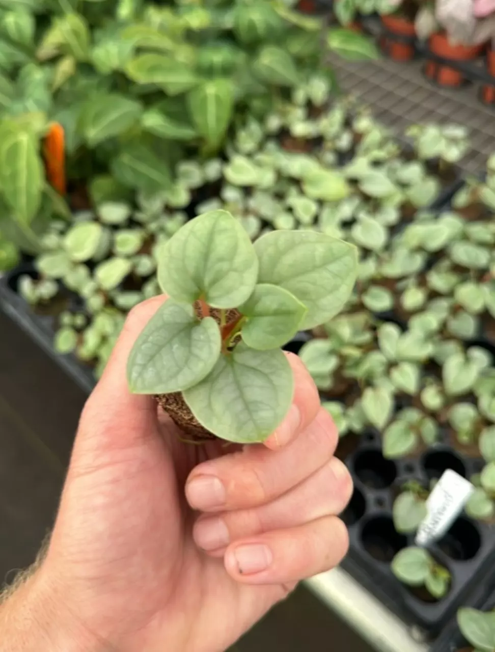 plant/Anthurium luxurians starter plant growers choice-1