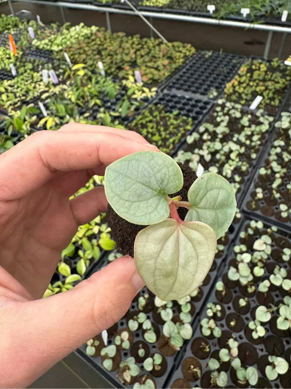 plant/Anthurium luxurians starter plant growers choice-3