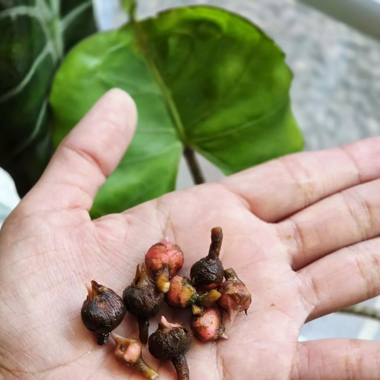 plant/1 Corm - Reverted Stingray Albo-0