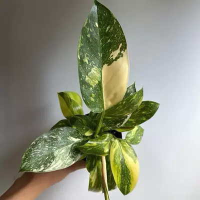 heat_pack/Rare Variegated philodendron Green Congo Nuclear 4" Pot-0-thumbnail
