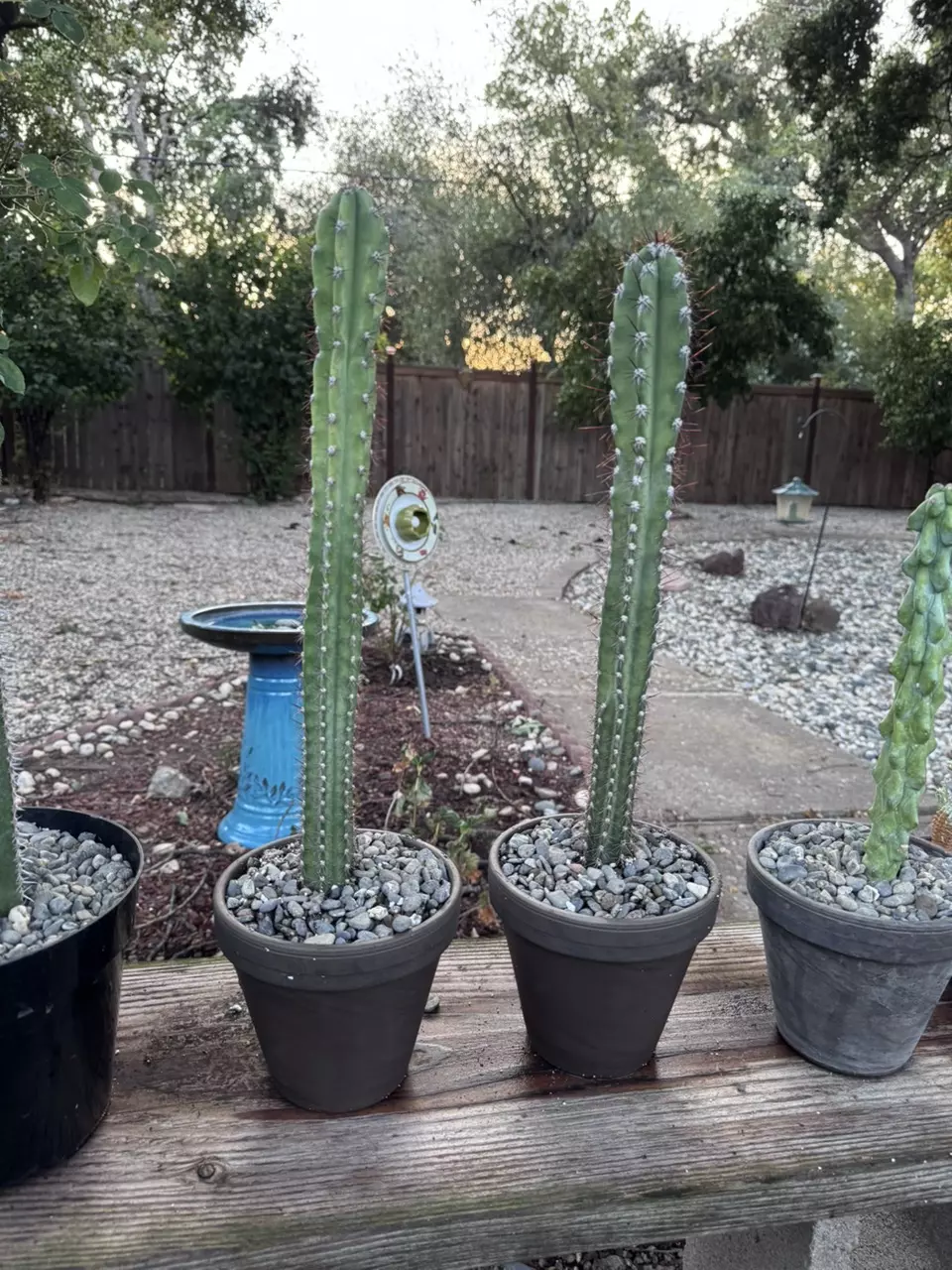 plant/Random cactus-0