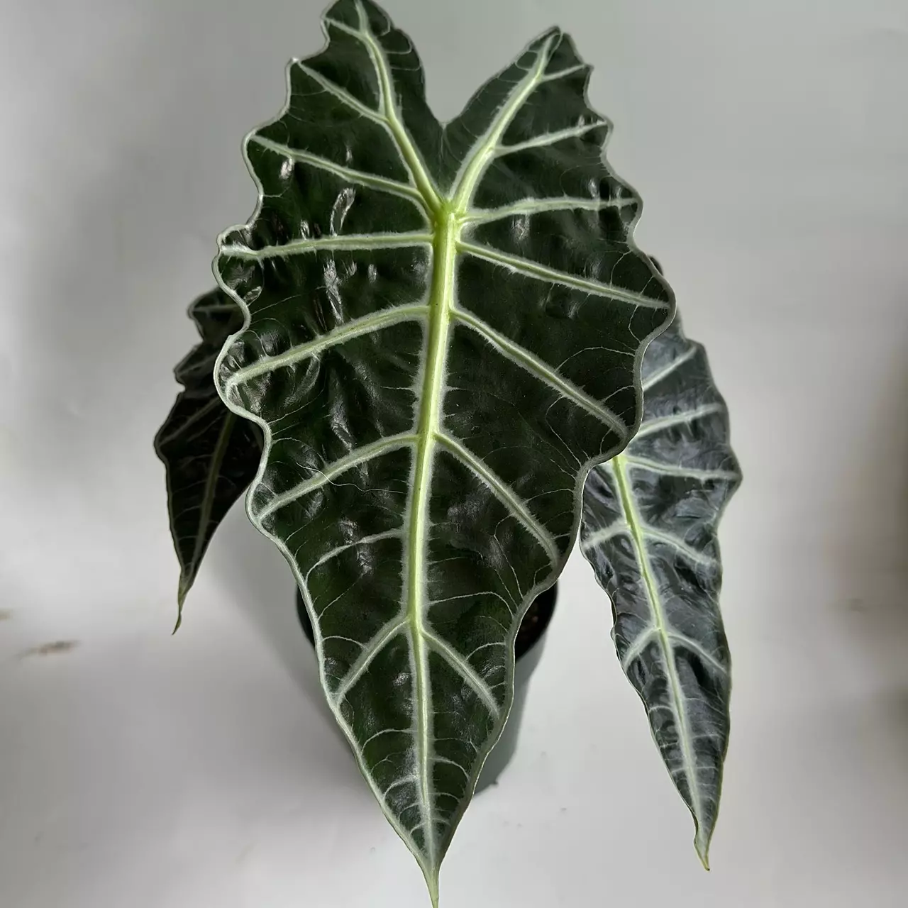 heat_pack/Alocasia Polly 6" Pot-0
