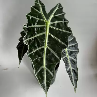 heat_pack/Alocasia Polly 6" Pot-0-thumbnail