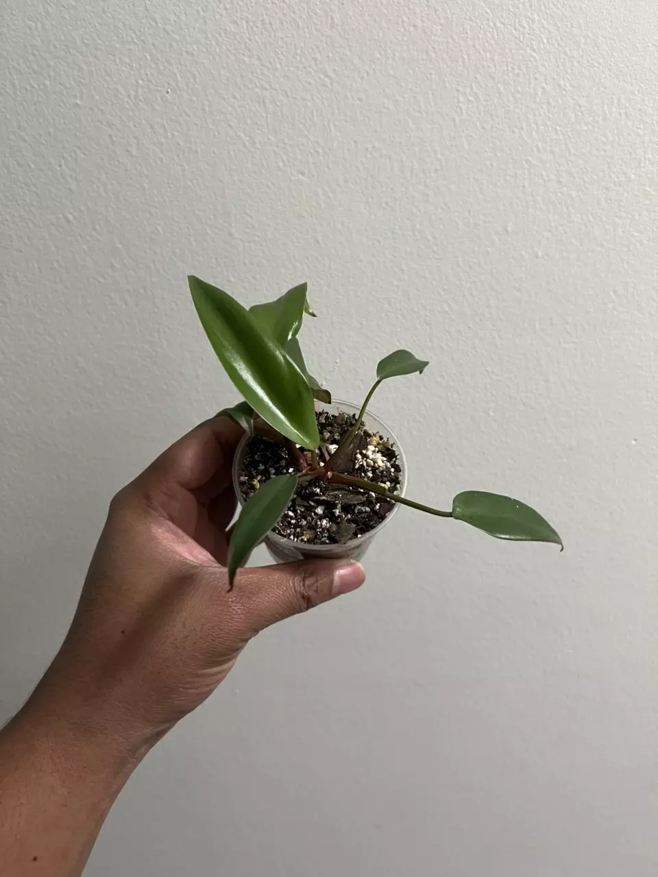 plant/🌿 Philodendron Erubescens Hybrid | Juvenile with Red Stems-0