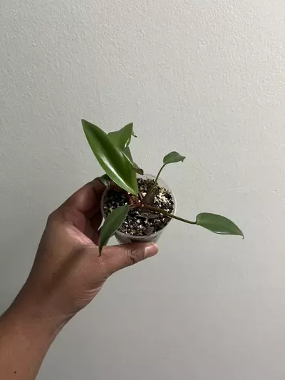 plant/🌿 Philodendron Erubescens Hybrid | Juvenile with Red Stems-0-thumbnail
