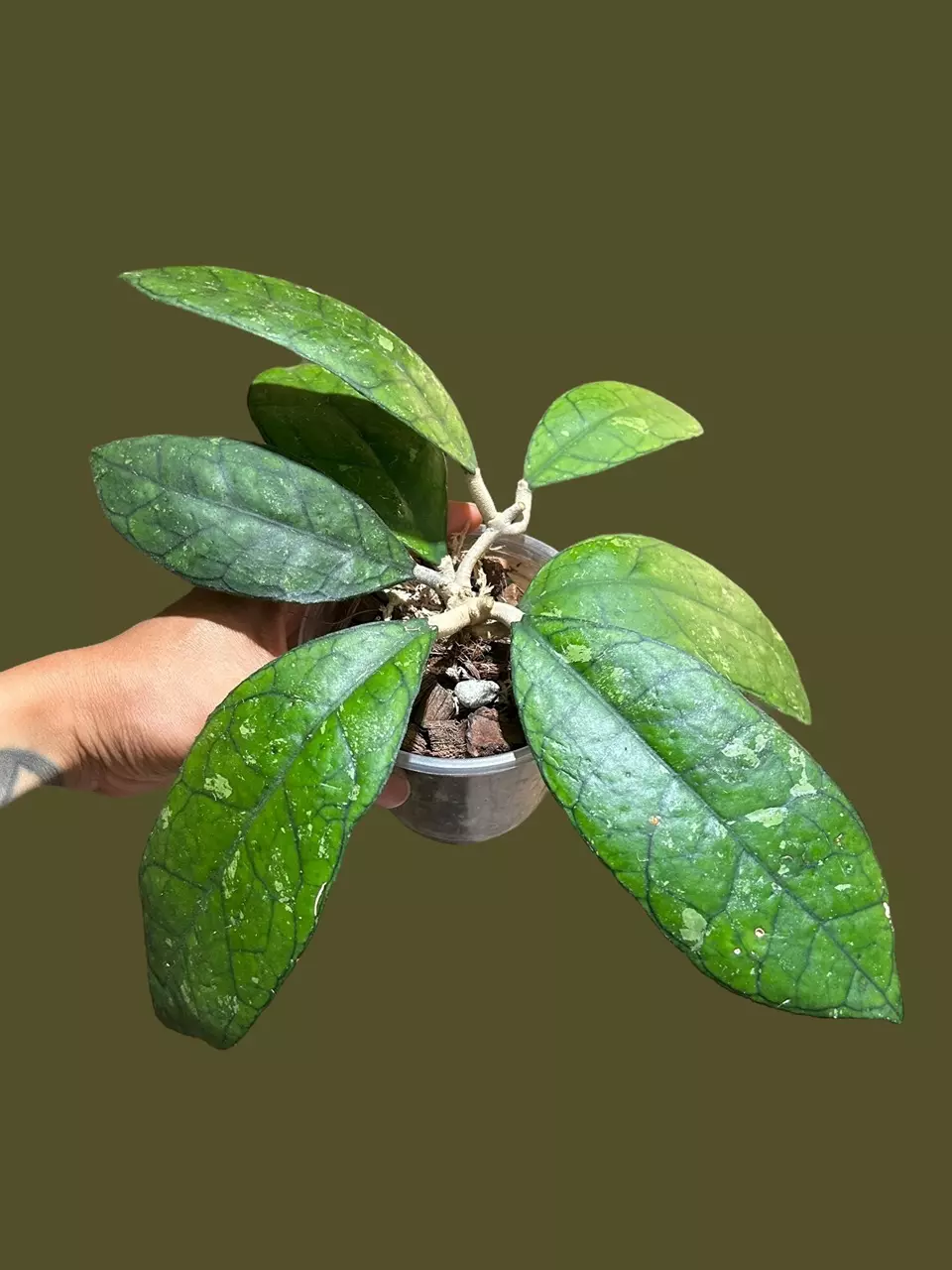 plant/H. Finlaysonii-4