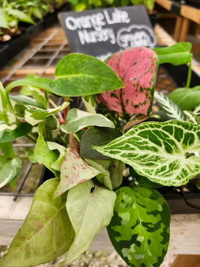 plant/20 Pack Growers Choice-Starter Plugs-2-thumbnail