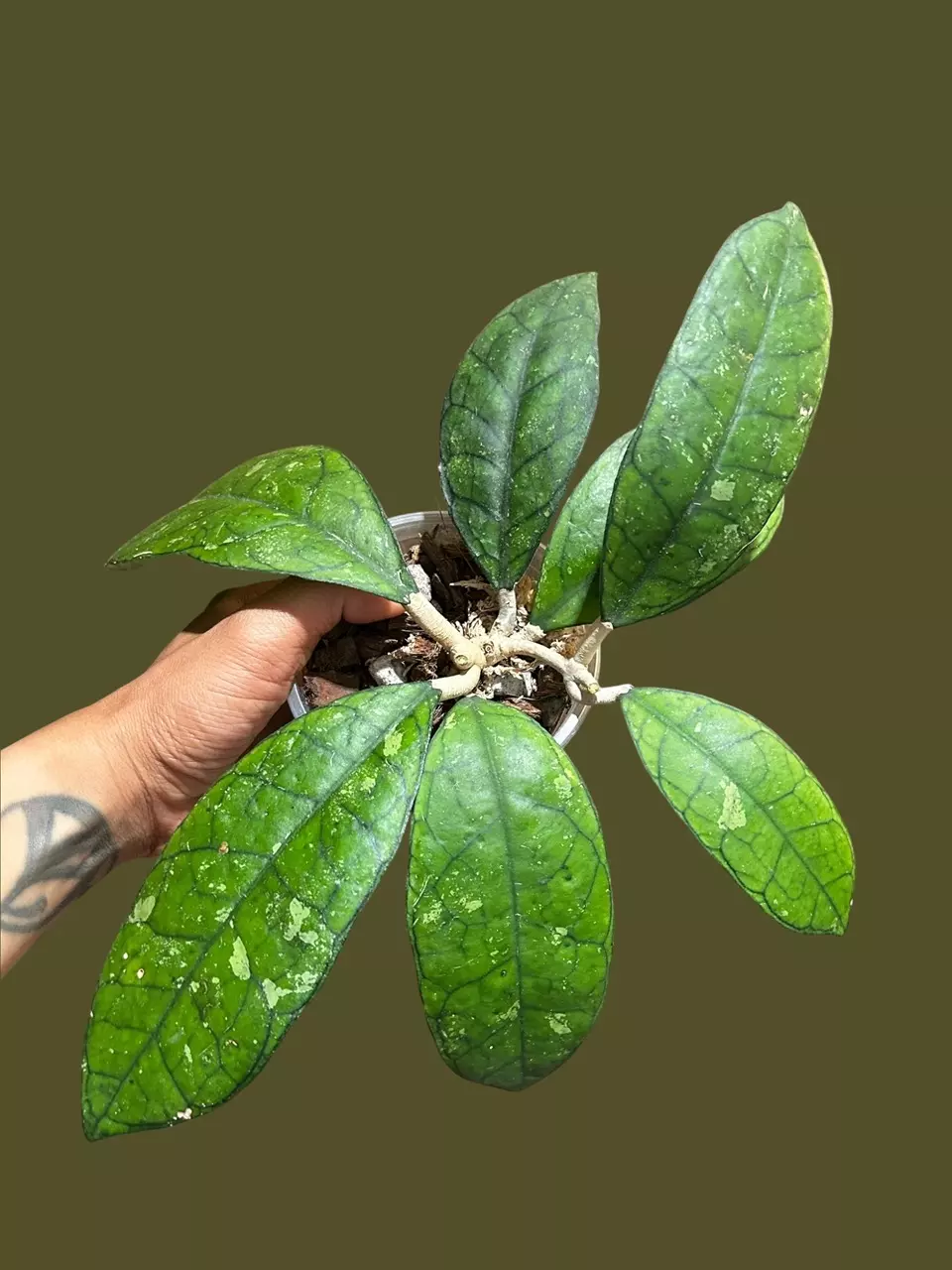 plant/H. Finlaysonii-0